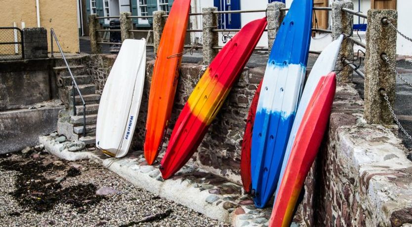 Photo of Blue Monkey