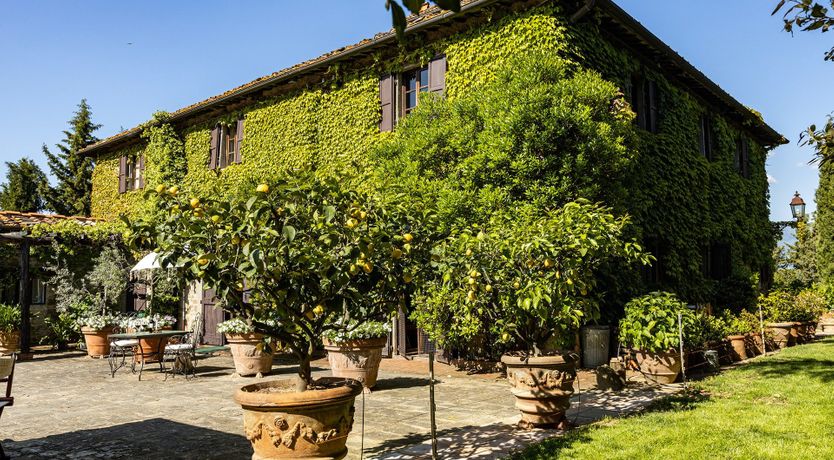 Photo of A Cypress Tree in the Lemon Grove
