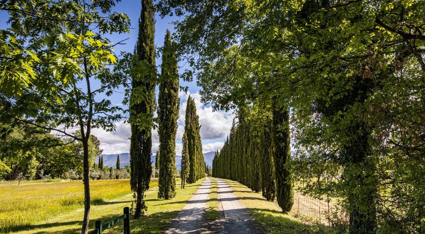 Photo of A Cypress Tree in the Lemon Grove