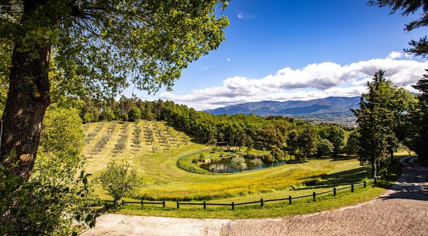 Photo of A Cypress Tree in the Lemon Grove