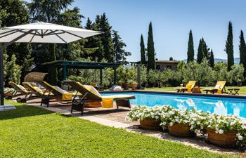 A Cypress Tree in the Lemon Grove Villa