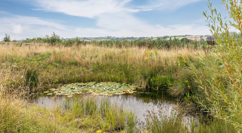 Photo of Honey Stone