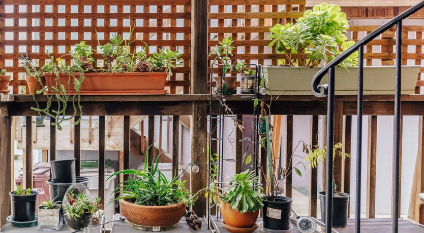 Photo of Rose Mandala