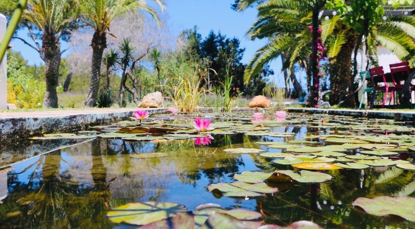 Photo of Driftwood Dreams