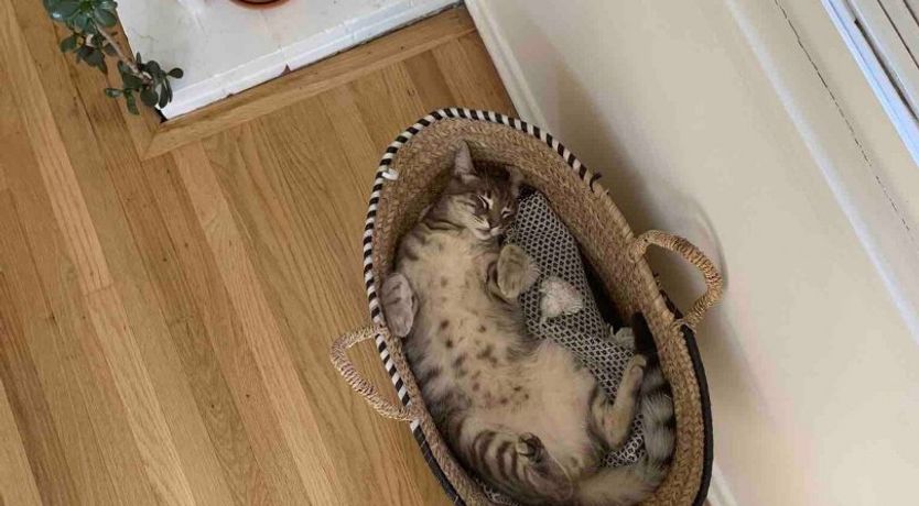 Photo of Best Of Bastet