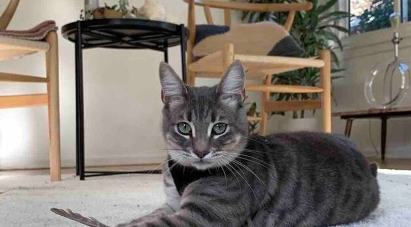 Photo of Best Of Bastet