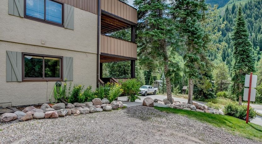 Photo of Ponderosa Pine