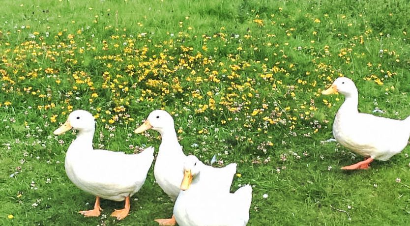 Photo of Lorn Mill Cottage 2