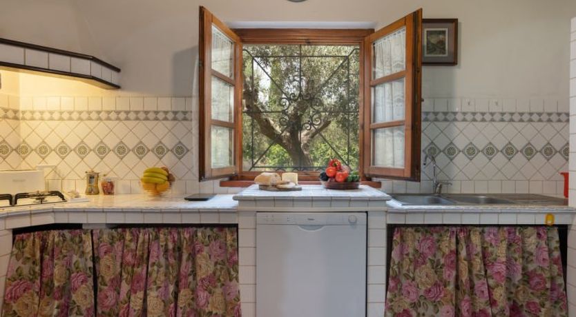 Photo of Bouganville