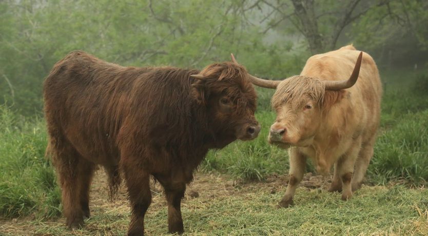 Photo of Sonoma Sanctuary
