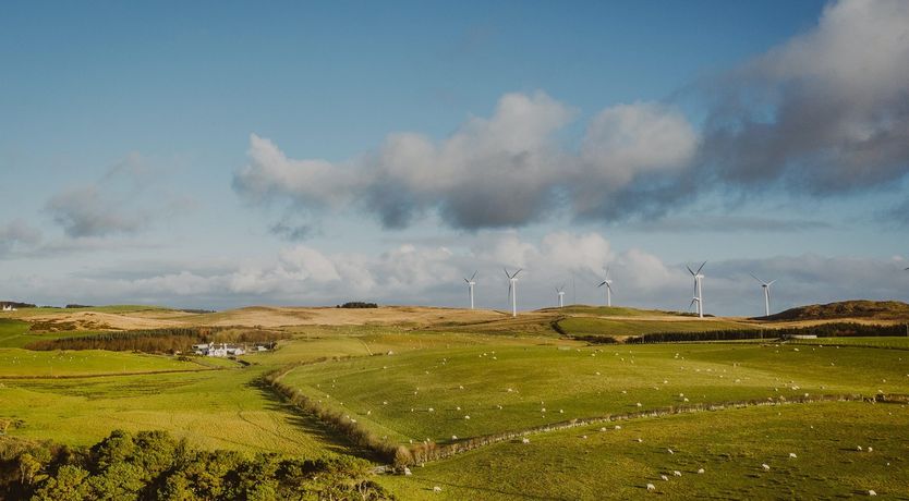 Photo of Under The Camellia Tree