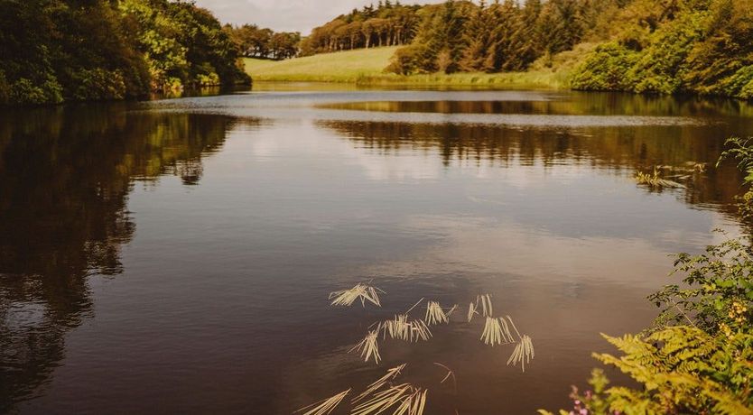 Photo of Under The Camellia Tree