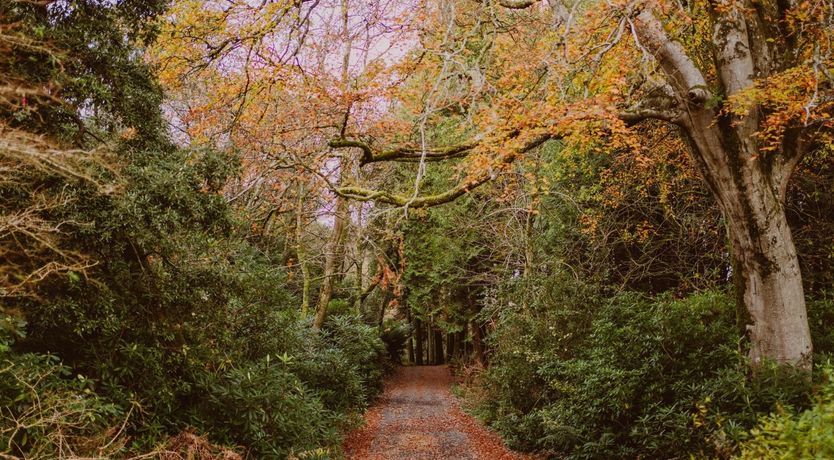 Photo of Under The Camellia Tree