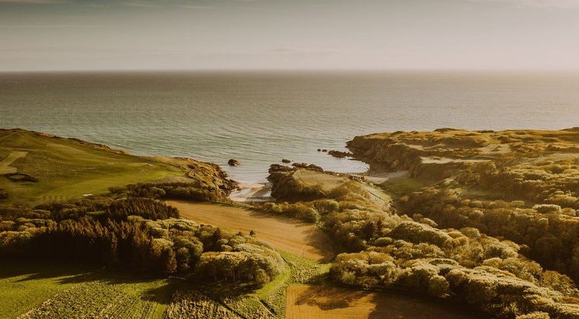 Photo of Under The Camellia Tree
