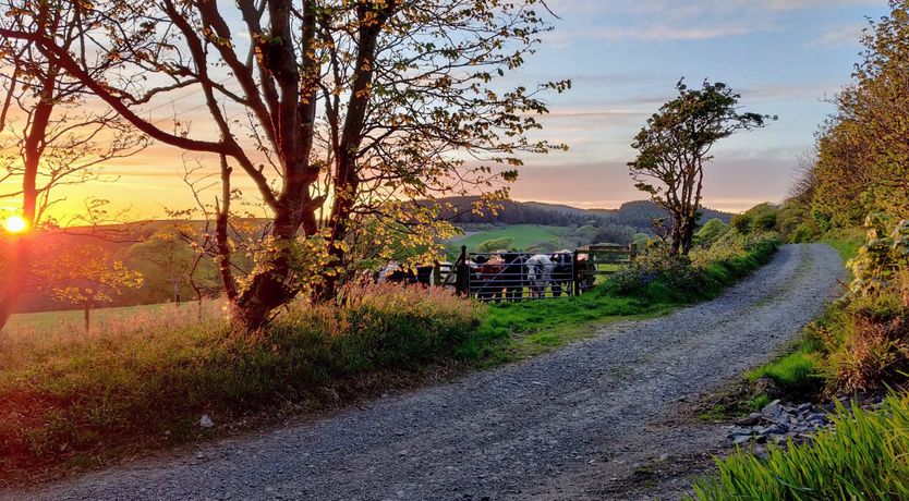 Photo of Under The Camellia Tree