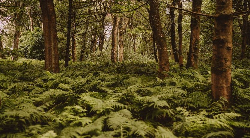 Photo of The Coachman's Dog