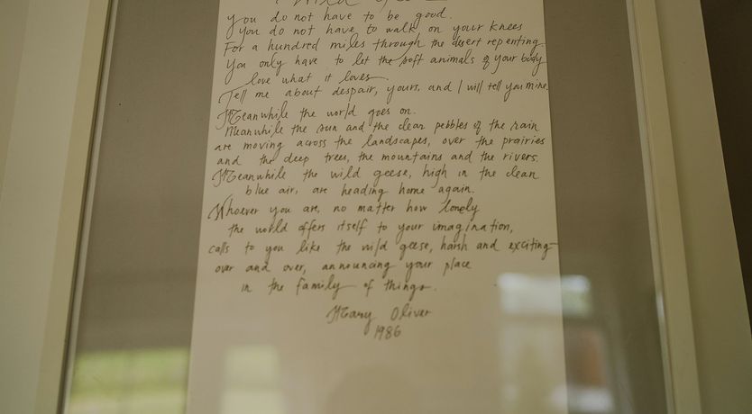 Photo of A Gaggle of Geese