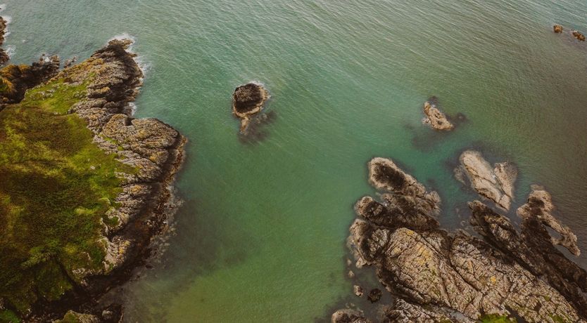 Photo of A Gaggle of Geese