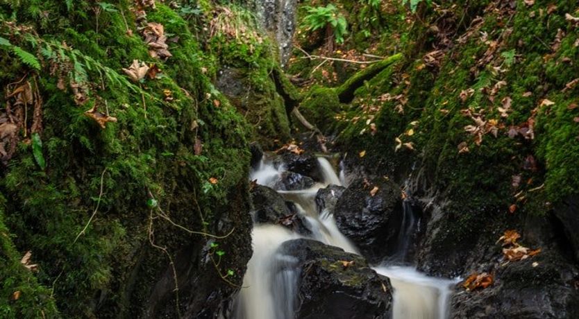 Photo of Red Deer Of Dunskey
