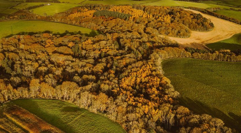 Photo of Highland Heather