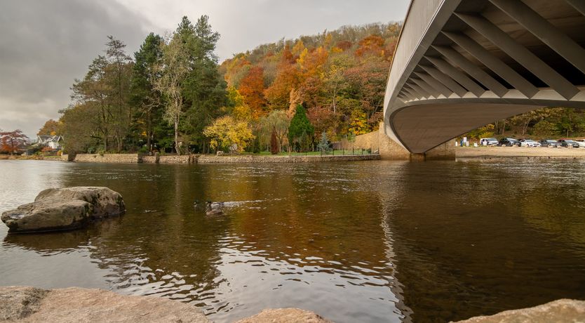 Photo of Grass of Parnassus