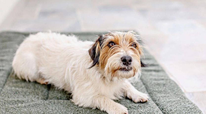 Photo of 4 Bed in Witheridge