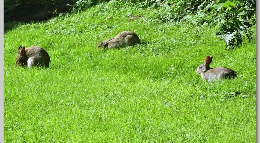 Photo of 1 Bed in Kirkland