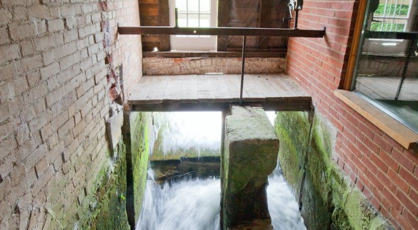 Photo of Cygnet Feather