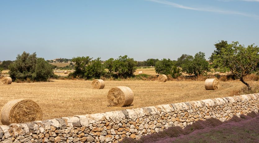 Photo of When Life Gives You Lemons