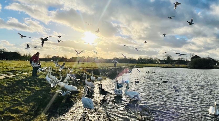 Photo of Aeries Rising