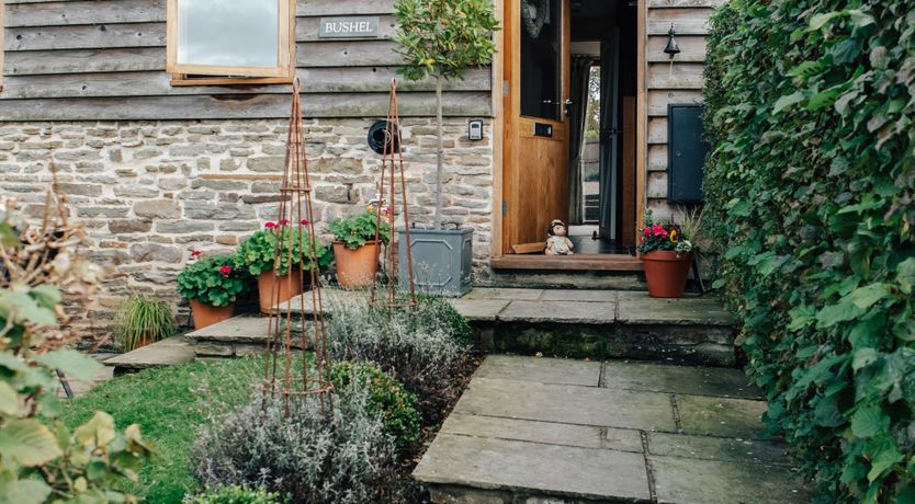 Photo of Long-Eared Owl
