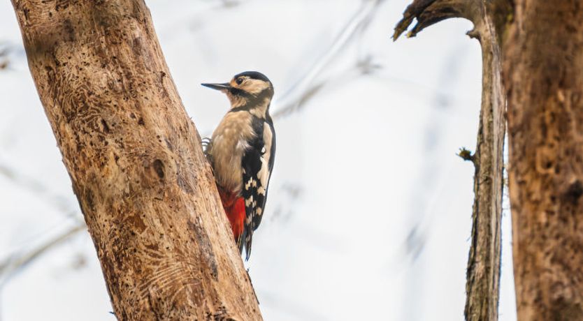 Photo of Birchwood Cottage