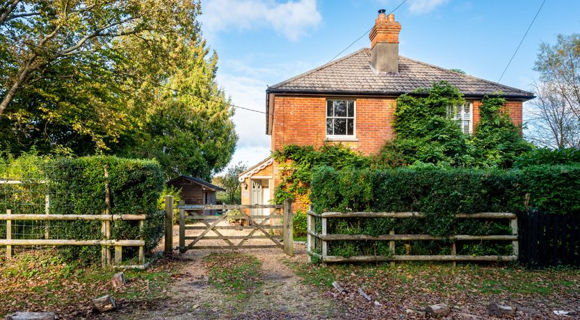 Photo of Into the Forest