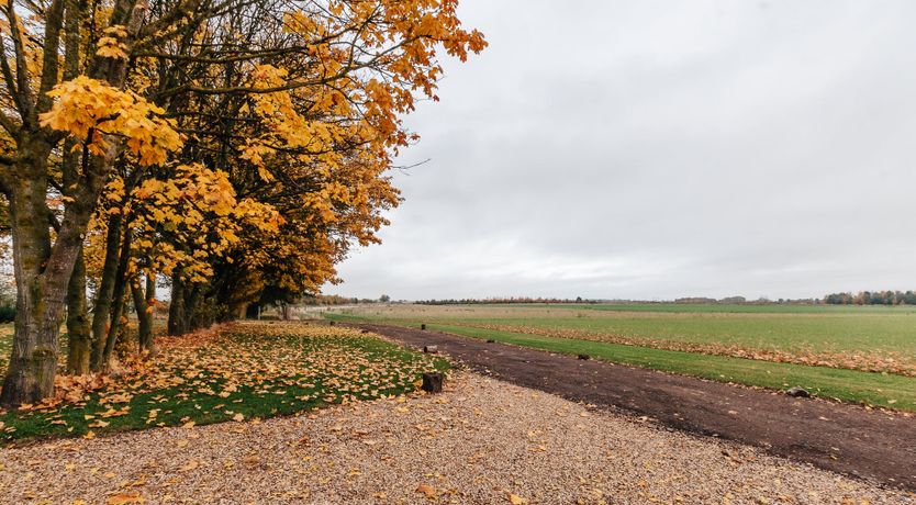 Photo of Ancient Oak