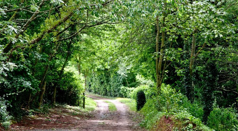 Photo of By The Bulrushes