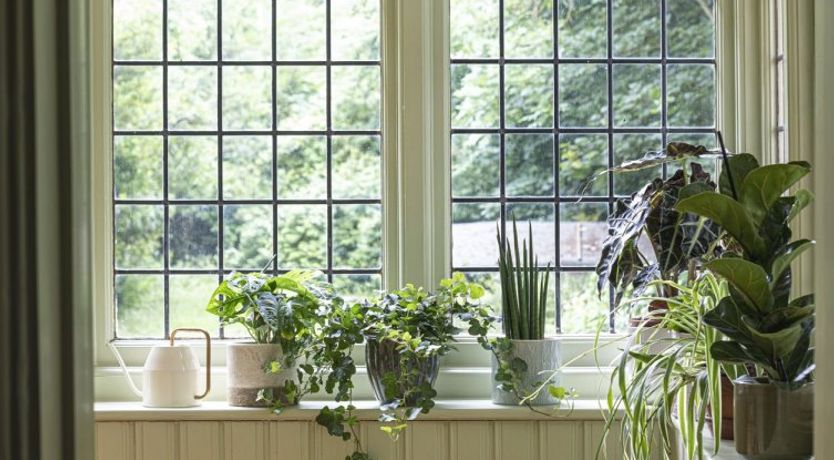 Photo of Hollyhocks By The Sea