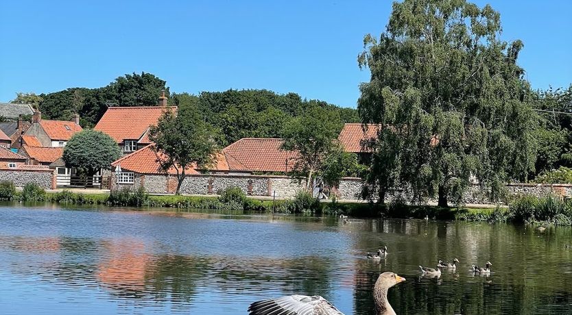 Photo of The Shelduck