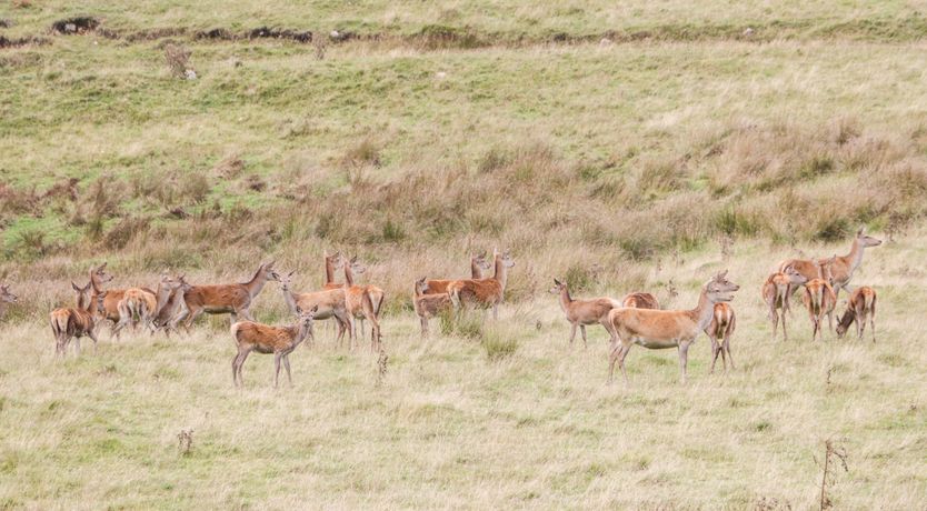 Photo of Ptarmigan Lodge