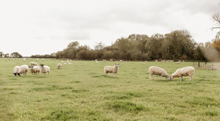 Photo of Pheasant's Nest