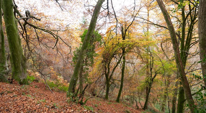 Photo of Wye Valley View