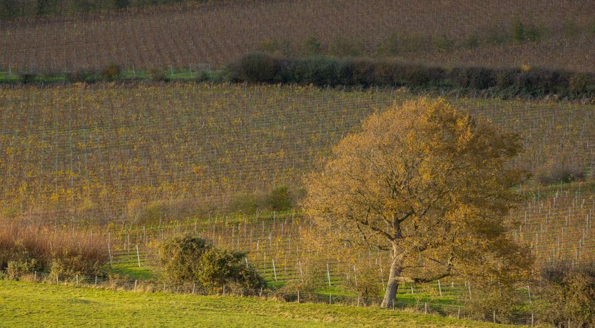 Photo of Cri de Coeur