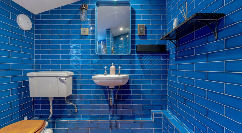 Photo of Pale Blue Gull