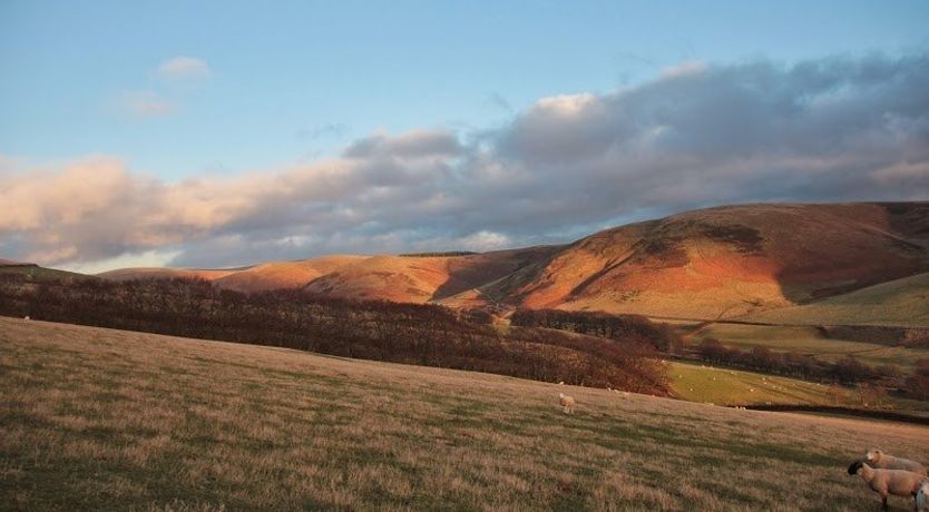 Photo of Flock Of Sheep