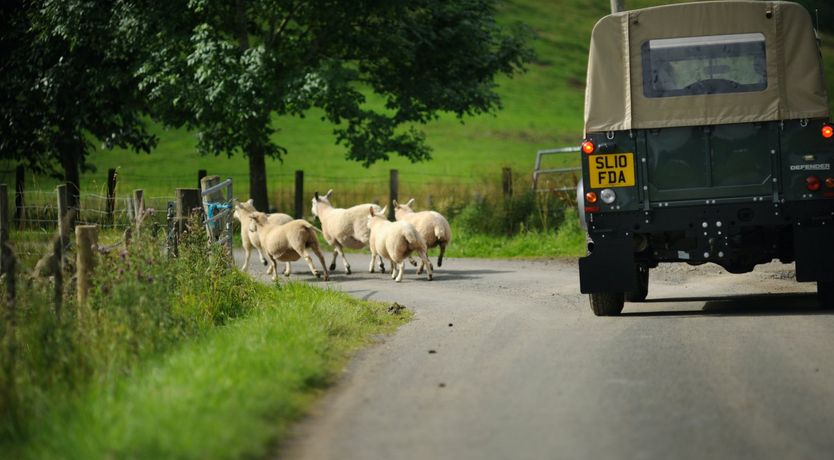 Photo of Flock Of Sheep