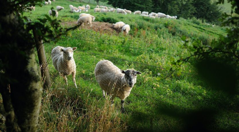 Photo of Shepherd's Watch