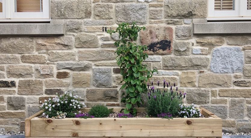 Photo of Puffin's Beak