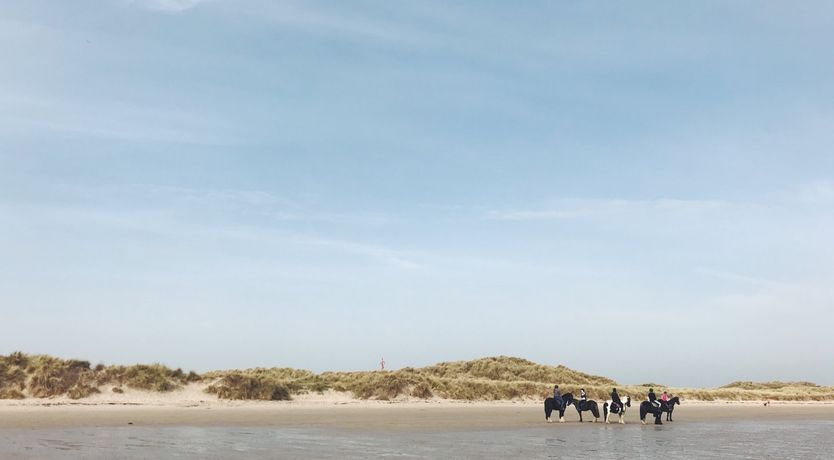 Photo of Puffin's Beak