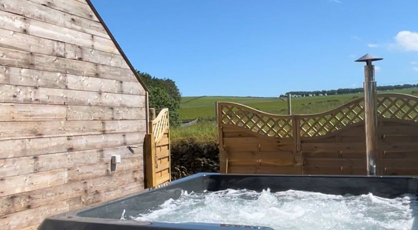 Photo of Fallow Deer