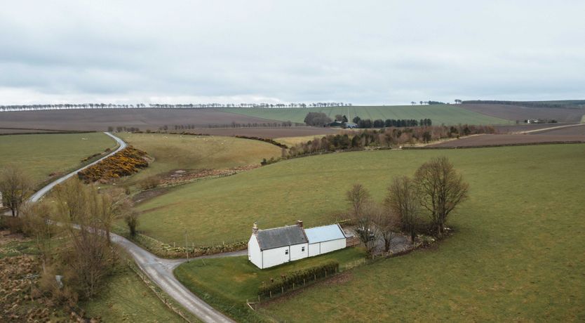 Photo of Fallow Deer