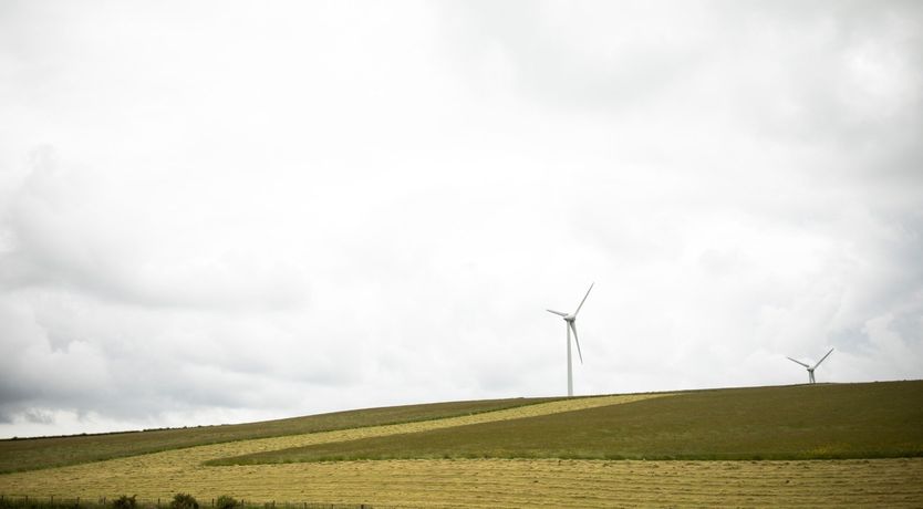 Photo of Fallow Deer